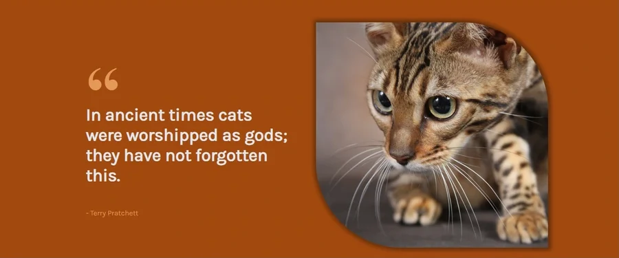 A section of the Awesome Bengals website